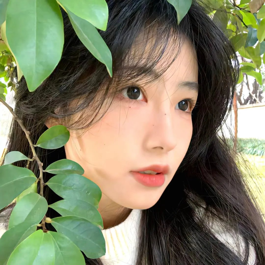 绽放的玫瑰